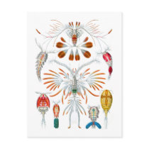 Copepods Post Card