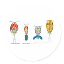 Copepods Round Sticker
