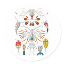 Copepods Sticker