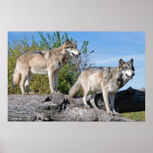 Copie 10 de loup poster