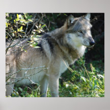 Copie 3 de loup posters