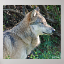 Copie 4 de loup posters