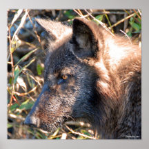 Copie 6 de loup affiches
