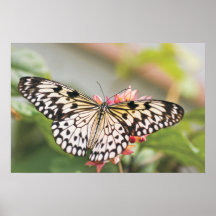 Copie asiatique de papillon poster