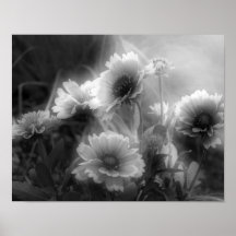 Copie blanche de photo de noir de fleur couvrante posters