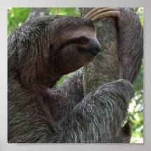 Copie d'affiche de paresse d'escalade d'arbre