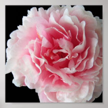 Copie d'affiche de pivoine de fougère