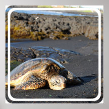 Copie d'affiche de tortues de mer