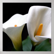 Copie d'affiche de zantedeschia