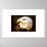 Copie d'affiche d'Eagle chauve - affiches d'Eagle 