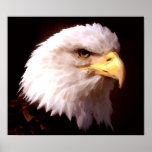 Copie d'affiche d'Eagle Eagle chauve d'Américain
