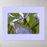 Copie d'affiche des fleurs bleues