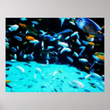 Copie d'art de poissons posters