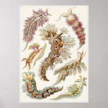 Copie d'art d'Ernst Haeckel : Nudibranchia Posters