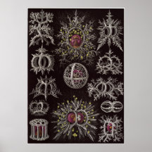 Copie d'art d'Ernst Haeckel : Stephoidea Posters