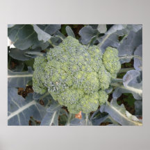 Copie de brocoli posters