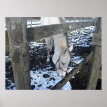 Copie de cheval blanc d'hiver du Japon Affiche