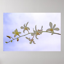 Copie de ciel d'orchidée posters