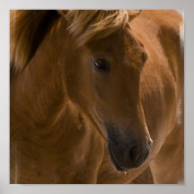 Copie de conception de cheval de châtaigne posters