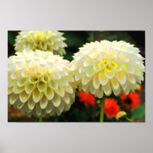 Copie de dahlias de Pom Pom Posters
