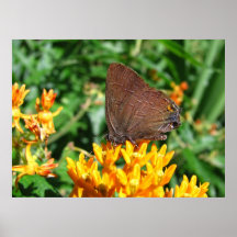 Copie de ~ de papillon de Hairstreak Posters