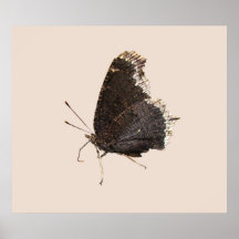 Copie de ~ de papillon de manteau de deuil poster