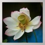 Copie de fleur de Lotus Affiches