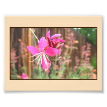 Copie de floraison rose de photo de Gaura