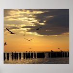 Copie de la Floride d'oiseaux de coucher du soleil Posters