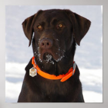 Copie de labrador retriever de chocolat posters