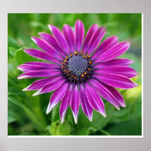Copie de marguerite africaine affiche