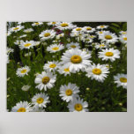Copie de marguerites poster