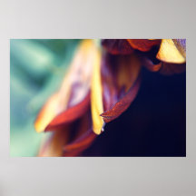 Copie de pétales de tournesol affiche