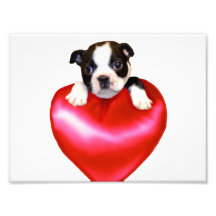 Copie de photo de coeur de terrier de Boston