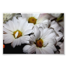 Copie de photo de fleurs blanches