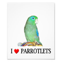 Copie de photo de Parrotlets du "coeur" I