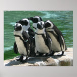 Copie de photo de pingouins affiches