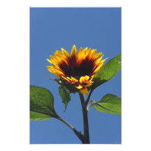Copie de photo de tournesol de coeur