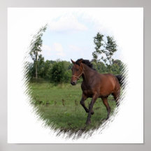 Copie de toile de cheval de baie affiches