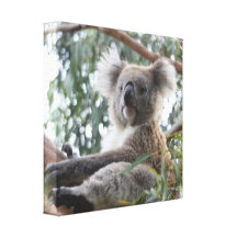 Copie de toile de koala toile tendue sur châssis