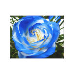 Copie de toile de rose de bleu toile tendue sur châssis