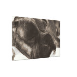 copie de toile de sommeil de chien de boxeur impressions sur toile