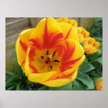 Copie de tulipe de flamme poster