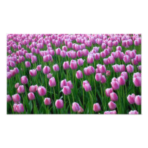 Copie des tulipes 14 art photographique