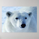 Copie d'ours blanc posters