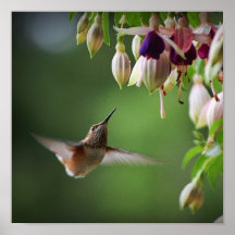 Copie d'usine de colibri et de fleur de Fushia Affiches