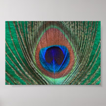 Copie encadrée par plume verte de paon posters