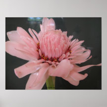 Copie exotique d'affiche de gingembre rose de torc