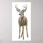Copie fière de mâle de Whitetail Affiches
