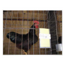 Copie numérique de coq de rouge d'île de Rhode Photographies D’art